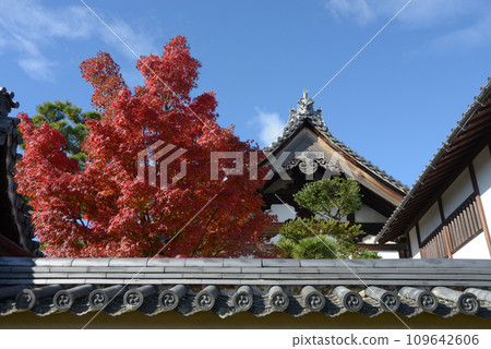 京都市右京區花園玉龍院、妙心寺的秋葉 京都市右京區花園玉龍院、妙心寺的秋葉 109642606
