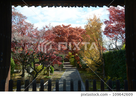 Myoshinji Temple Daitsuin in autumn, view of the precincts from the main gate, Hanazono, Ukyo Ward, Kyoto City Myoshinji Temple Daitsuin in autumn, view of the precincts from the main gate, Hanazono, Ukyo Ward, Kyoto City 109642609