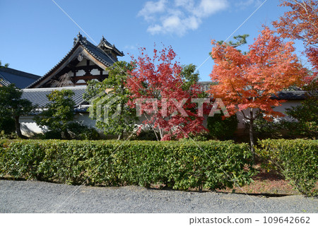 京都市右京區花園妙心寺、春光院的秋葉 109642662