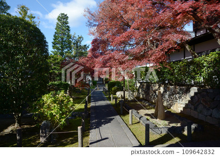 秋天 妙心寺 天急院內 京都市右京區花園 109642832