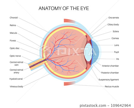 Eye anatomy poster Eye anatomy poster 109642964