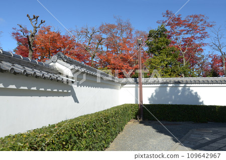 秋天 京都市右京區妙心寺半通院白牆花園 109642967