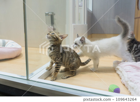 寵物店小貓 109643264