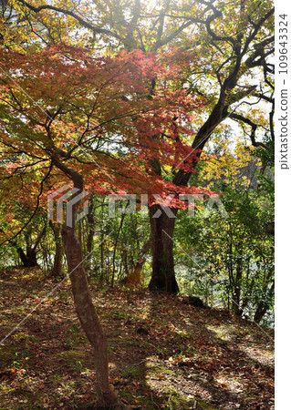 Autumn of Lake Ichijo Autumn of Lake Ichijo 109643324