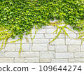 Background image of a white wall covered with ivy 109644274