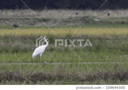 Sodogro起重機 Sodogro起重機 109644300