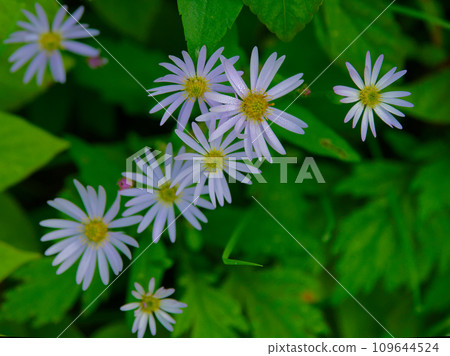 The arrival of autumn, a member of the wild chrysanthemum family, Sawflower The arrival of autumn, a member of the wild chrysanthemum family, Sawflower 109644524
