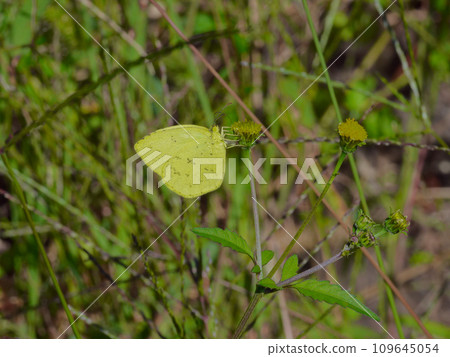 Asteraceae, Asteraceae, flower-visiting insects, Asteraceae, Asteraceae Asteraceae, Asteraceae, flower-visiting insects, Asteraceae, Asteraceae 109645054