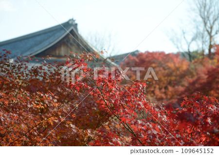 從京都市東山區岡雲橋看秋天的東福寺、秋葉和主殿 從京都市東山區岡雲橋看秋天的東福寺、秋葉和主殿 109645152