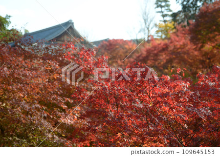 Tofukuji Temple in autumn, autumn leaves and the main hall seen from Gaun Bridge, Higashiyama Ward, Kyoto City 109645153