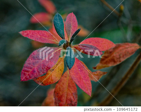 杜鵑花科的秋葉 109645172