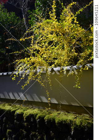 京都市東山區東福寺院內的秋天黃葉 109645211