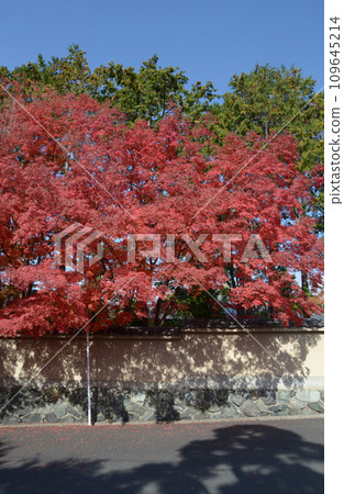 Tofukuji temple in autumn, Ryuminan earthen wall and autumn leaves, Higashiyama Ward, Kyoto City 109645214