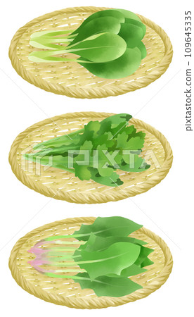 漏勺上的菠菜、小松菜和春菊的插圖集 109645335