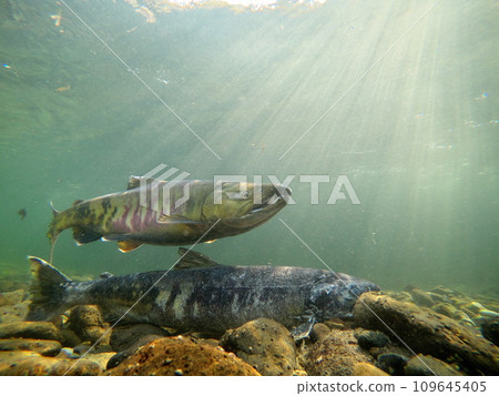 Underwater photography of chum salmon running upstream in the Churui River, Shibetsu Town Underwater photography of chum salmon running upstream in the Churui River, Shibetsu Town 109645405