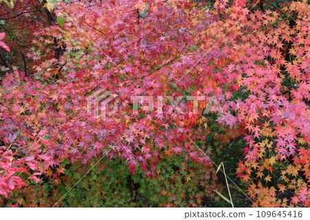 日本秋葉的秋季旅遊形象 日本秋葉的秋季旅遊形象 109645416