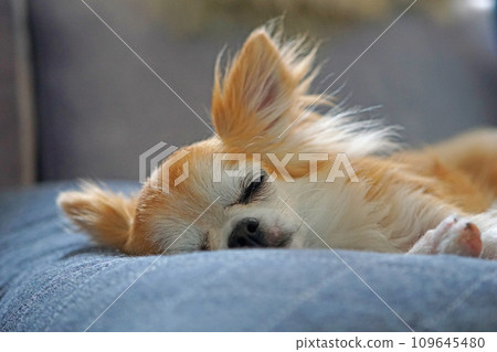 Chihuahua sleeping soundly on the sofa Chihuahua sleeping soundly on the sofa 109645480