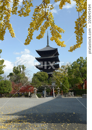 Autumn Toji Temple, Five-storied Pagoda, Minami Ward, Kyoto City 109645494