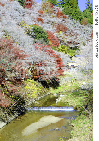 沿河四季櫻花和秋葉（豎） 109645559