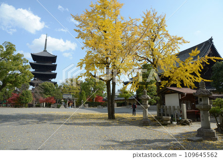 Toji Temple in autumn, five-storied pagoda and Nandaimon, Minami Ward, Kyoto City Toji Temple in autumn, five-storied pagoda and Nandaimon, Minami Ward, Kyoto City 109645562