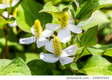 Hokudami flower close-up Hokudami flower close-up 109645685
