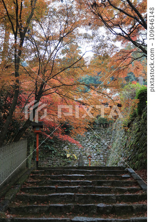 View of the main hall and the stone wall of the main hall platform from the bottom of the approach to Nishiyama Koryuji Temple, the 10th temple of Shikoku's Top 20 Sacred Sites, a famous spot for autumn leaves. View of the main hall and the stone wall of the main hall platform from the bottom of the approach to Nishiyama Koryuji Temple, the 10th temple of Shikoku's Top 20 Sacred Sites, a famous spot for autumn leaves. 109646148