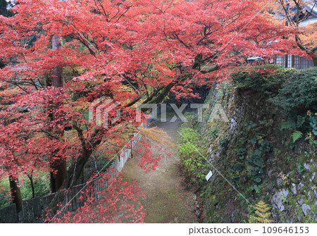 紅葉名勝「四國二十聖地第十名西山廣隆寺」 從松天堂前面可以看到佛寺的石牆和本堂的平台。 109646153