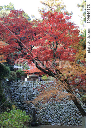 從本堂前的參道可看到本堂平台的石牆和聖殿堂。西山廣隆寺是四國20處特別聖地中的第10座寺廟,也是紅葉名勝。 從本堂前的參道可看到本堂平台的石牆和聖殿堂。西山廣隆寺是四國20處特別聖地中的第10座寺廟,也是紅葉名勝。 109646178