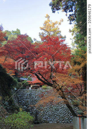 View of the stone wall of the platform of the main hall and the Seitendo Hall from the approach in front of the main hall of Nishiyama Koryuji Temple, the 10th temple of Shikoku's 20 special sacred sites, a famous spot for autumn leaves. View of the stone wall of the platform of the main hall and the Seitendo Hall from the approach in front of the main hall of Nishiyama Koryuji Temple, the 10th temple of Shikoku's 20 special sacred sites, a famous spot for autumn leaves. 109646179