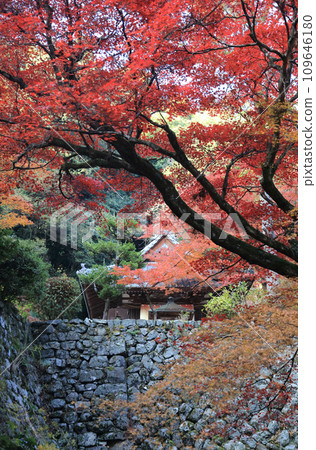 View of the stone wall of the platform of the main hall and the Seitendo Hall from the approach in front of the main hall of Nishiyama Koryuji Temple, the 10th temple of Shikoku's 20 special sacred sites, a famous spot for autumn leaves. View of the stone wall of the platform of the main hall and the Seitendo Hall from the approach in front of the main hall of Nishiyama Koryuji Temple, the 10th temple of Shikoku's 20 special sacred sites, a famous spot for autumn leaves. 109646180