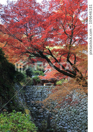 View of the stone wall of the platform of the main hall and the Seitendo Hall from the approach in front of the main hall of Nishiyama Koryuji Temple, the 10th temple of Shikoku's 20 special sacred sites, a famous spot for autumn leaves. View of the stone wall of the platform of the main hall and the Seitendo Hall from the approach in front of the main hall of Nishiyama Koryuji Temple, the 10th temple of Shikoku's 20 special sacred sites, a famous spot for autumn leaves. 109646181