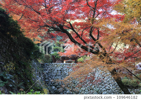 View of the stone wall of the platform of the main hall and the Seitendo Hall from the approach in front of the main hall of Nishiyama Koryuji Temple, the 10th temple of Shikoku's 20 special sacred sites, a famous spot for autumn leaves. 109646182
