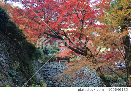從本堂前的參道可看到本堂平台的石牆和聖殿堂。西山廣隆寺是四國20處特別聖地中的第10座寺廟,也是紅葉名勝。 從本堂前的參道可看到本堂平台的石牆和聖殿堂。西山廣隆寺是四國20處特別聖地中的第10座寺廟,也是紅葉名勝。 109646183