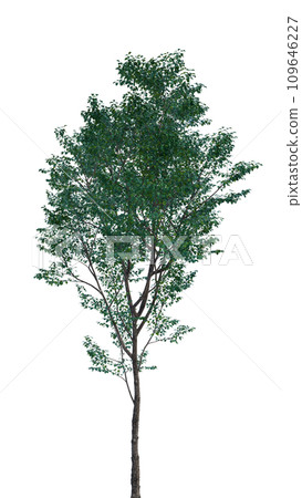 Isolated tree on a transparent background. Single tree isolated on a white background. 109646227