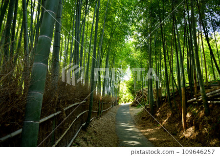 Okukaiinji Temple Bamboo Path (Otokuni Scenery 10) [Nagaokakyo City, Kyoto Prefecture] 109646257