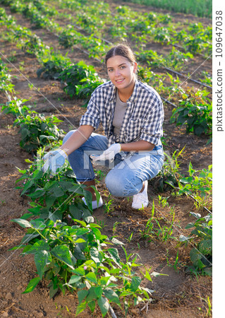 Portrait of satisfied woman demonstrating sprouts of bell peppers on beds of field Portrait of satisfied woman demonstrating sprouts of bell peppers on beds of field 109647038
