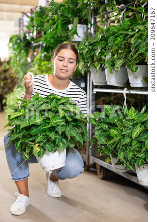 Girl see over pot with houseplant syngonium penjar arrow green in store for amateur gardeners. Girl see over pot with houseplant syngonium penjar arrow green in store for amateur gardeners. 109647167