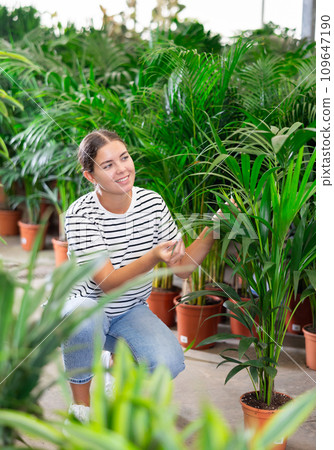 Woman chooses and buys areca flower in flower shop Woman chooses and buys areca flower in flower shop 109647190