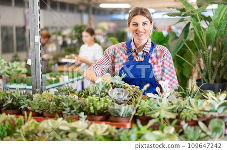 Female florist with plant cactuses and succulents in flower shop Female florist with plant cactuses and succulents in flower shop 109647242