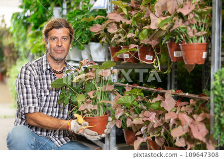 Adult florist examining syngonium with reddish leaves in plant store 109647308