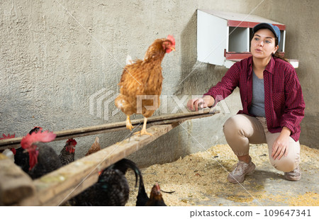 european female farm worker hand-feeding hens european female farm worker hand-feeding hens 109647341
