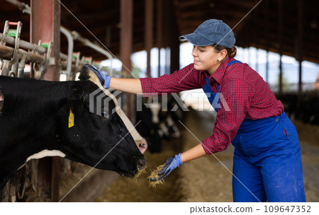 Young woman farmer gives feed to cows on farm 109647352