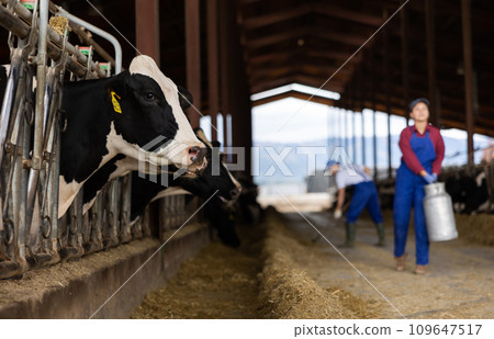 Young woman farmer with can works on dairy farm 109647517