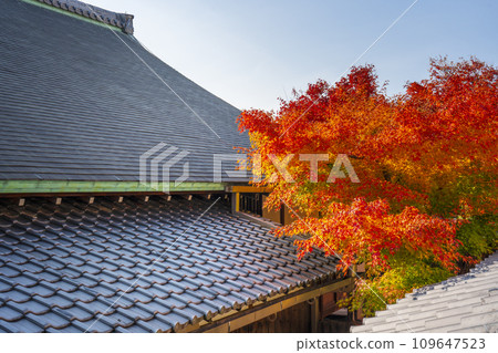 秋天的京都圓德院屋頂縫隙中可見秋葉 秋天的京都圓德院屋頂縫隙中可見秋葉 109647523