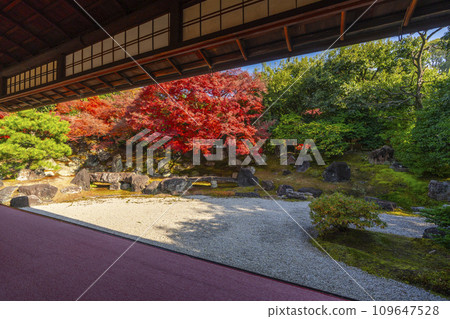 秋天的京都，圓德院，北庭庭園，秋葉美麗 109647528