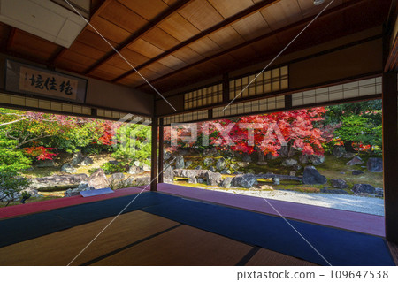 秋天的京都，圓德院，北庭庭園，秋葉美麗 109647538
