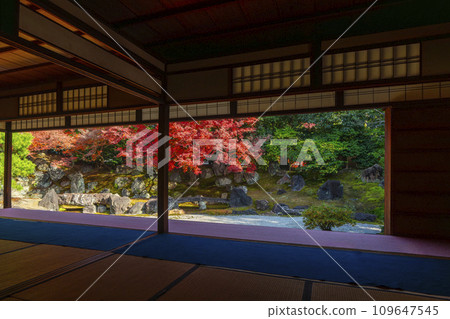 秋天的京都，圓德院，北庭庭園，秋葉美麗 109647545