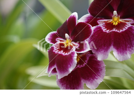 wine red cymbidium wine red cymbidium 109647564