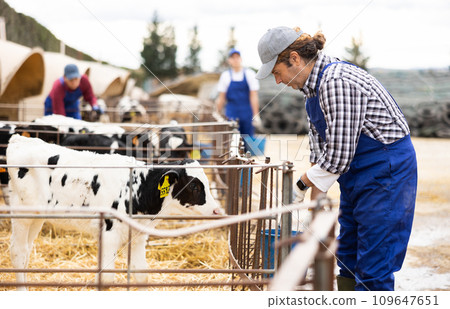 Adult male farmer giving water to calves on farm 109647651