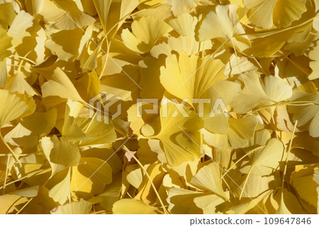 Ginkgo's fallen leaves 109647846